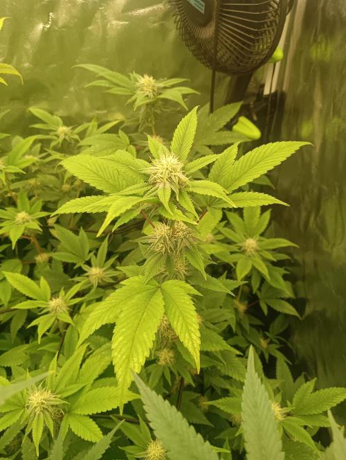 Run N1 Gorilla Glue Fast Own Cut. Week 4