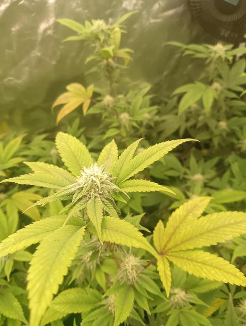 Run N1 Gorilla Glue Fast Own Cut. Week 4