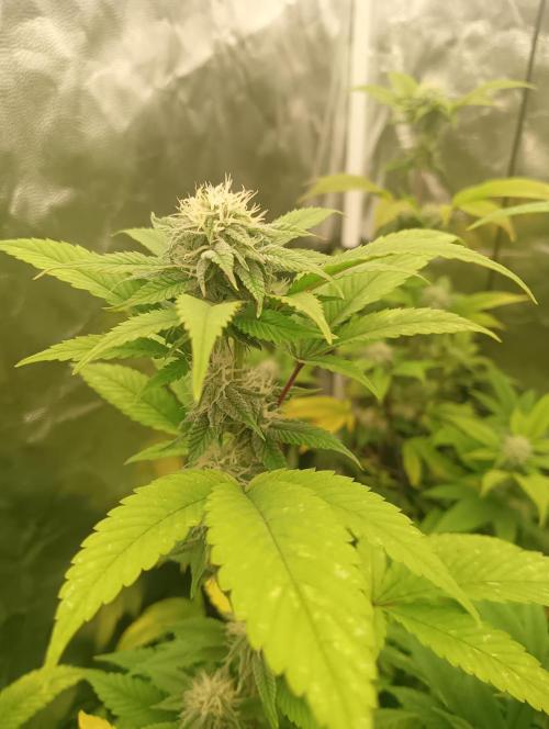 Run N1 Gorilla Glue Fast Own Cut. Week 4