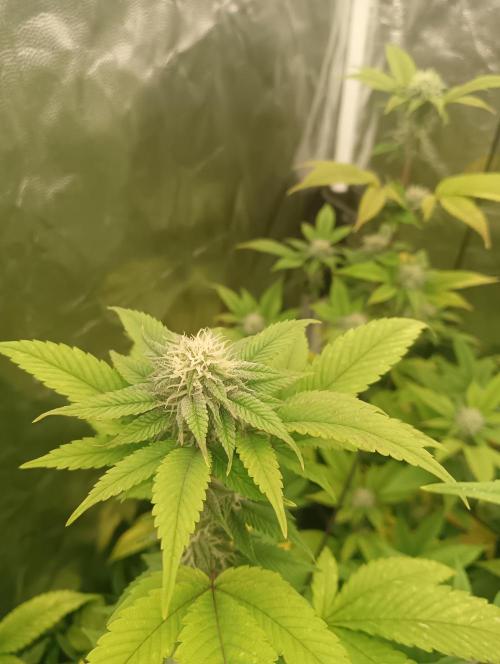 Run N1 Gorilla Glue Fast Own Cut. Week 4