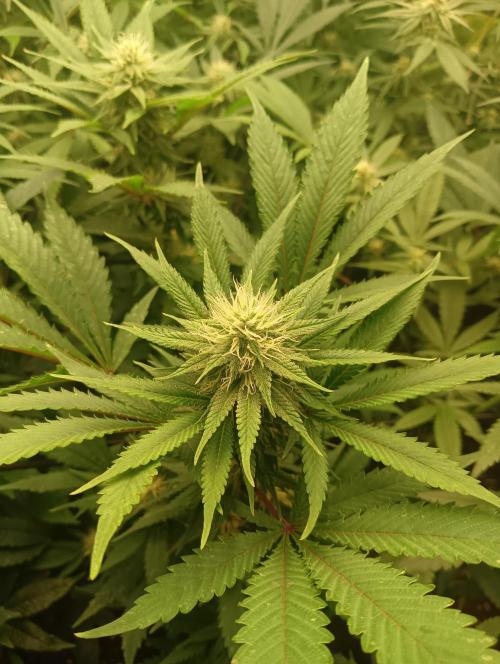 Run N1 White Runtz. Week 4