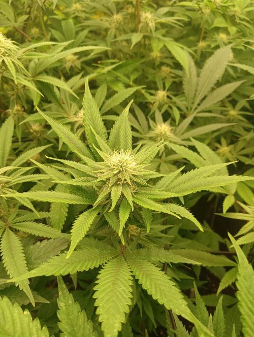 Run N1 White Runtz. Week 4