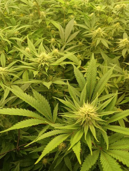 Run N1 White Runtz. Week 4