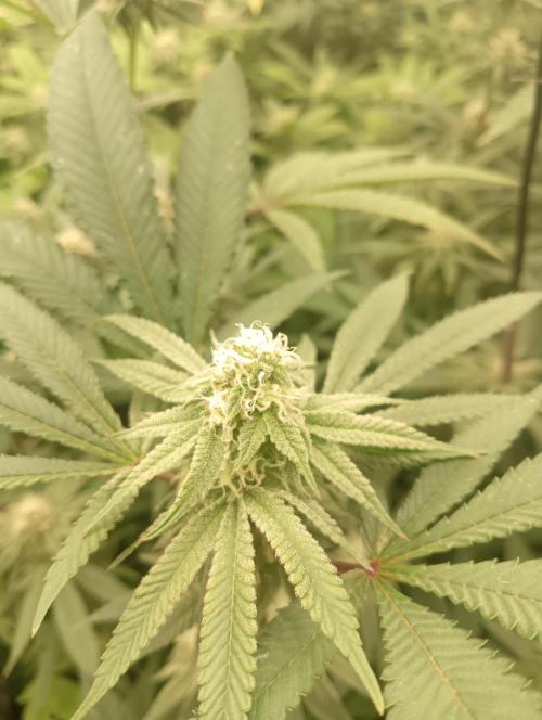 Run N1 OreoZ. Week 4