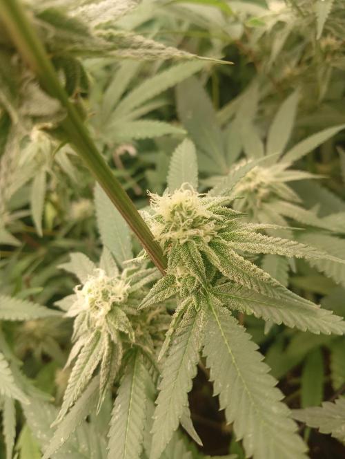 Run N1 OreoZ. Week 4