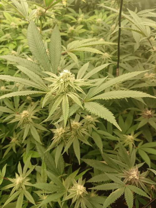 Run N1 OreoZ. Week 4