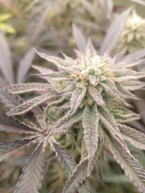 Run N2 Coffee Creamer x 50 Dragons. Week 8