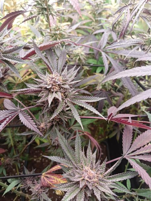 Run N2 Coffee Creamer x 50 Dragons. Week 8