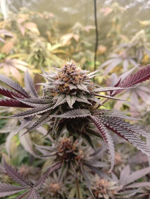 Run N2 Coffee Creamer x 50 Dragons. Week 8