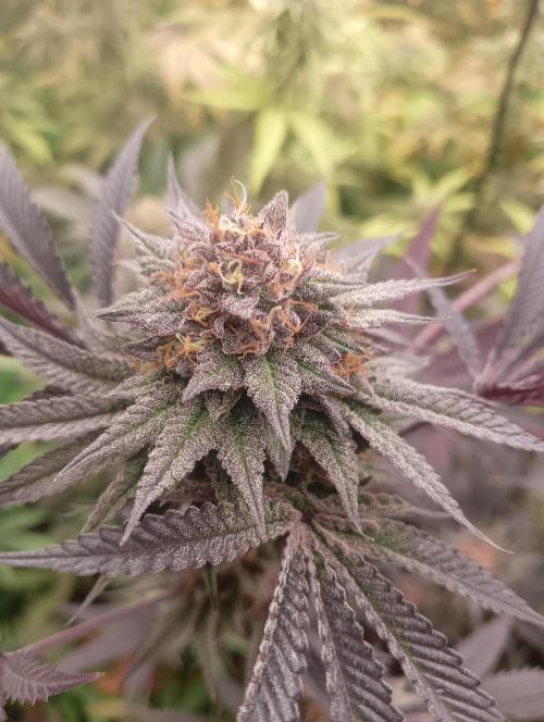 Run N2 Coffee Creamer x 50 Dragons. Week 8