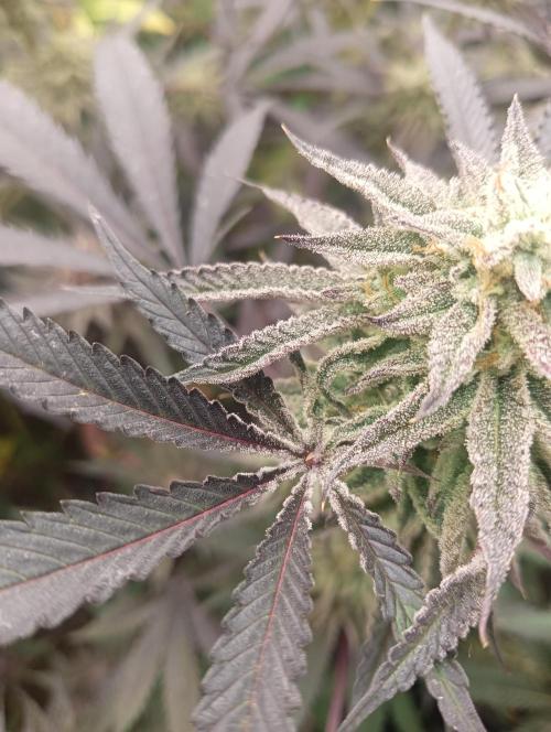 Run N2 Coffee Creamer x 50 Dragons. Week 8