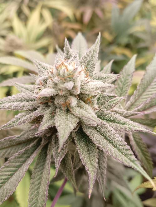 Run N2 Coffee Creamer x 50 Dragons. Week 8