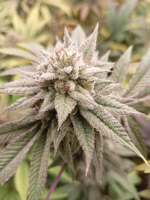 Run N2 Coffee Creamer x 50 Dragons. Week 8