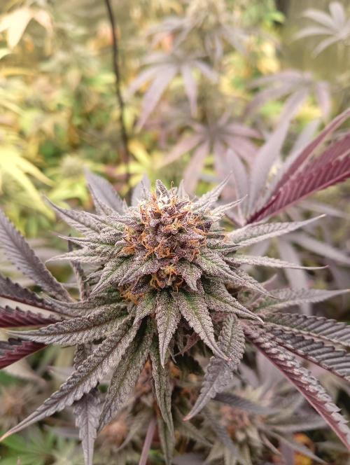 Run N2 Coffee Creamer x 50 Dragons. Week 8