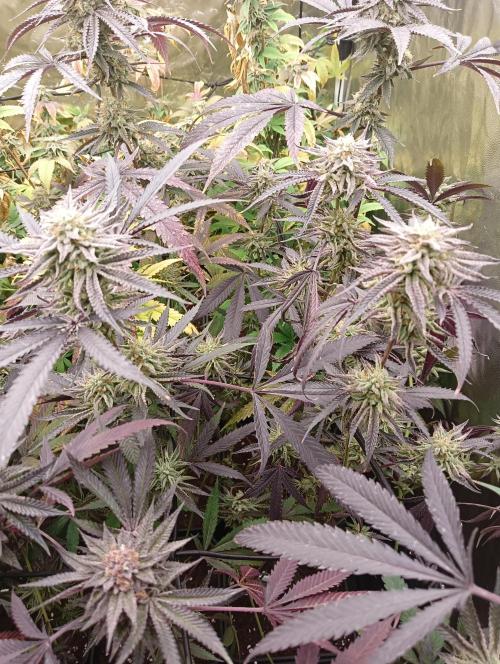 Run N2 Coffee Creamer x 50 Dragons. Week 8