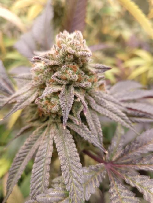 Run N1 OreoZ. Week 8