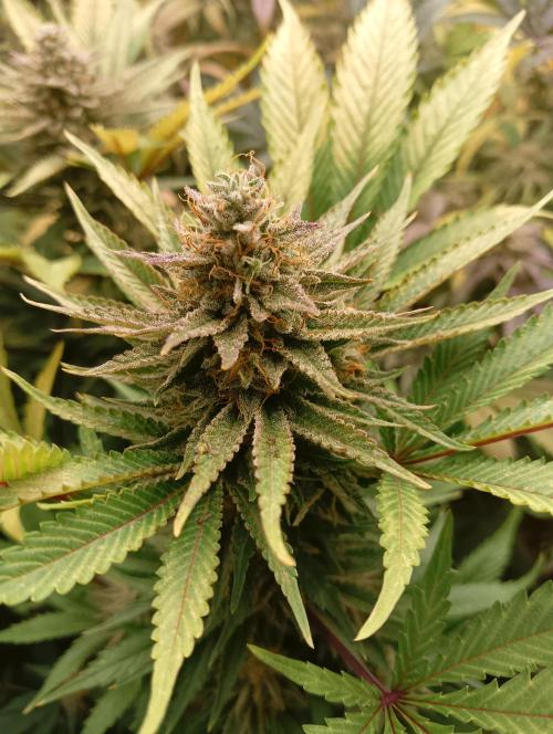 Run N1 White Runtz. Week 8