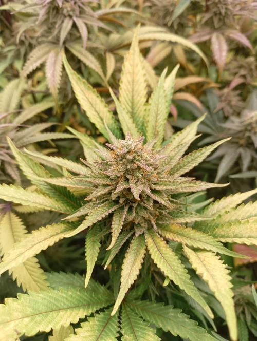 Run N1 White Runtz. Week 8