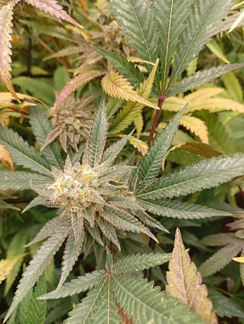 Run N1 Critical X. Week 8