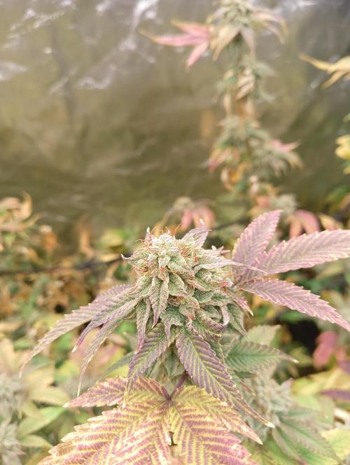 Run N1 Gorilla Glue Fast Own Cut. Week 8