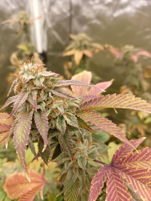 Run N1 Gorilla Glue Fast Own Cut. Week 8