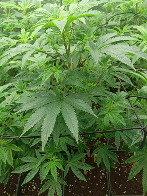 Run N1 Fruit Gum. Week 14