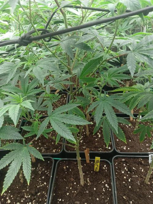 Run N1 Fruit Gum. Week 14