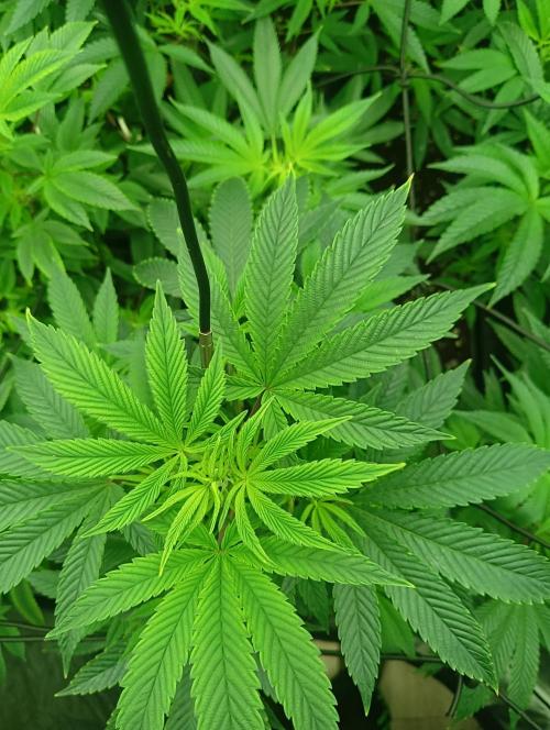 Run N1 Fruit Gum. Week 14