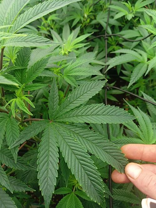 Run N1 Fruit Gum. Week 14