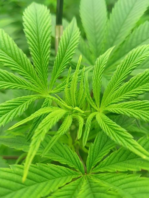 Run N1 Fruit Gum. Week 14