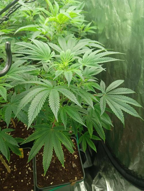 Run N1 Candy House. Week 14