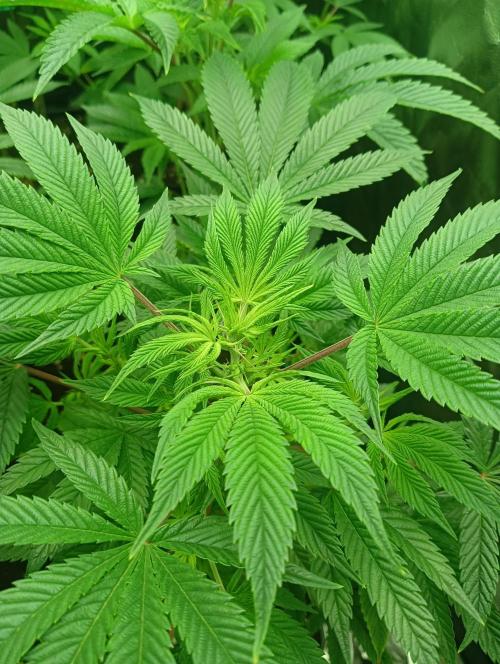 Run N1 Candy House. Week 14