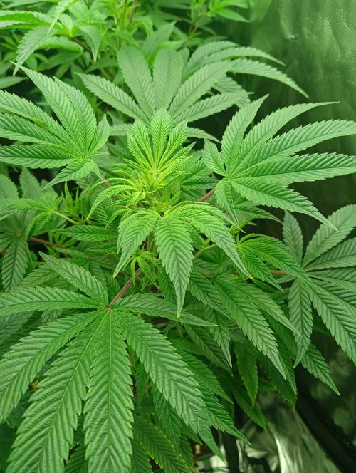 Run N1 Candy House. Week 14