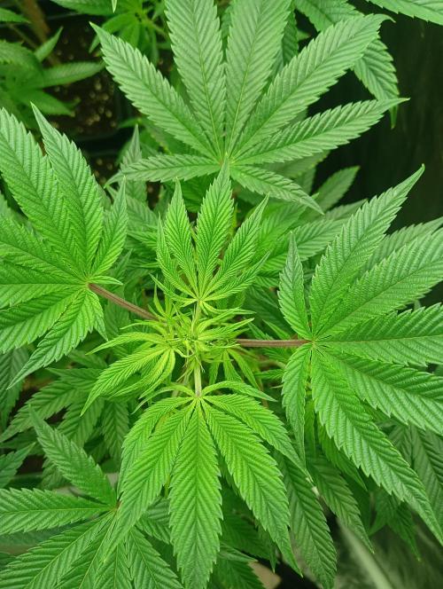 Run N1 Candy House. Week 14