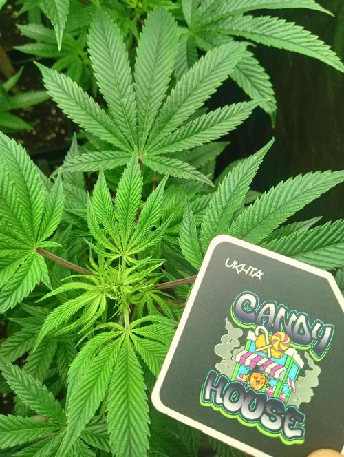 Run N1 Candy House. Week 14