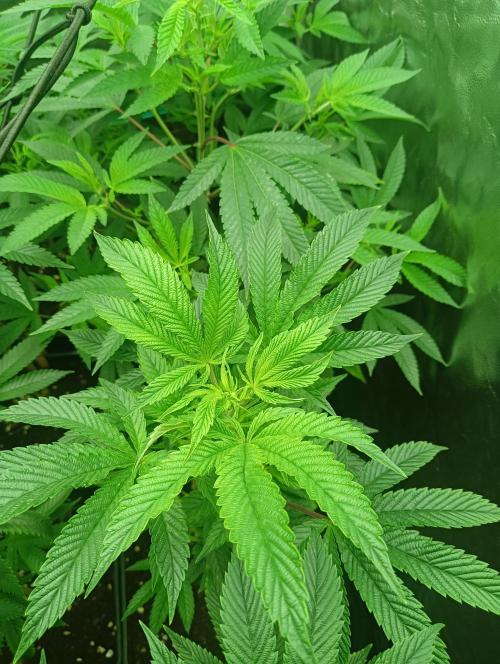 Run N1 Candy House. Week 14