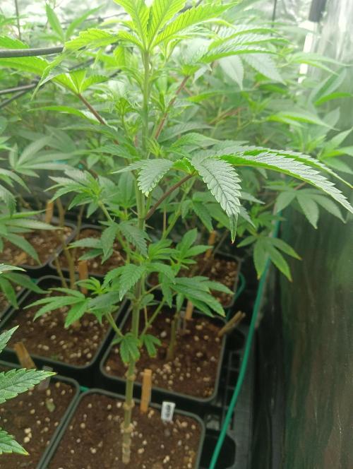 Run N1 Candy House. Week 14