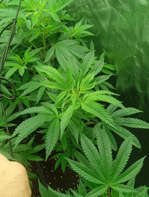 Run N1 Candy House. Week 14