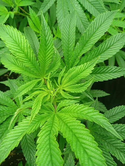 Run N1 Candy House. Week 14