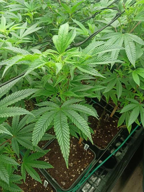 Run N1 Candy House. Week 14