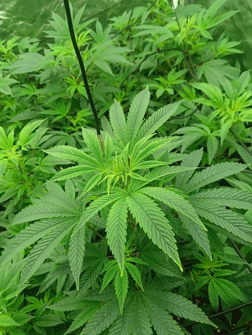 Run N1 Candy House. Week 14