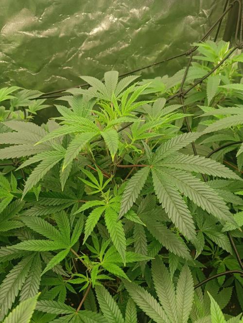 Run 3 Coffee Creamer x 50 Dragons. Week 1 - 2