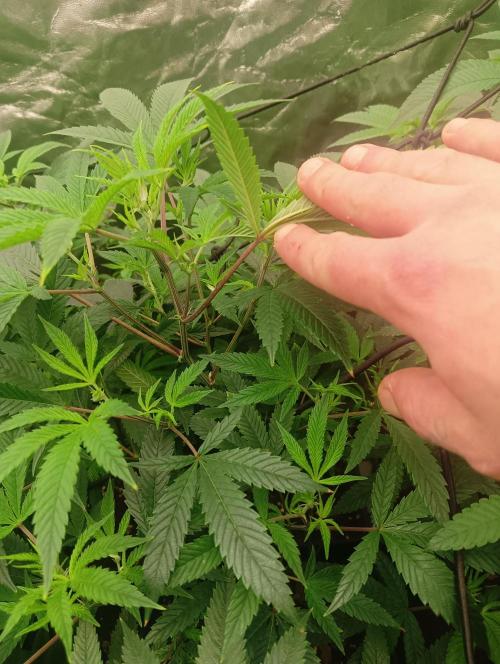 Run 3 Coffee Creamer x 50 Dragons. Week 1 - 2