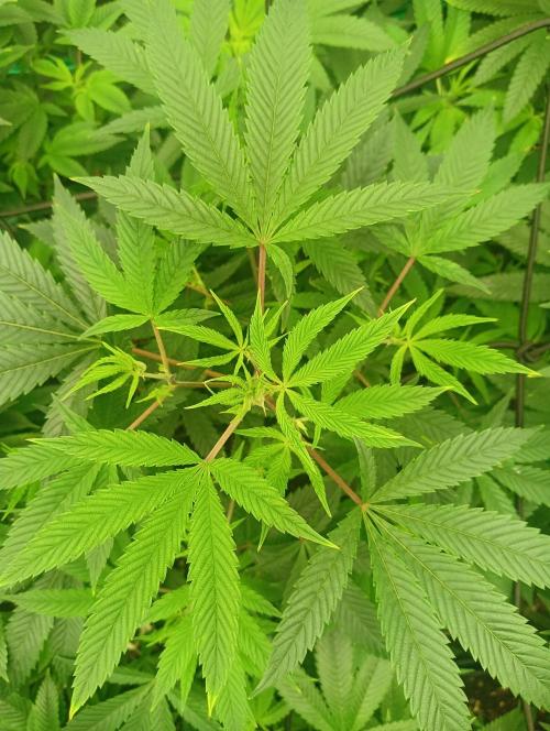 Run 3 Coffee Creamer x 50 Dragons. Week 1 - 2