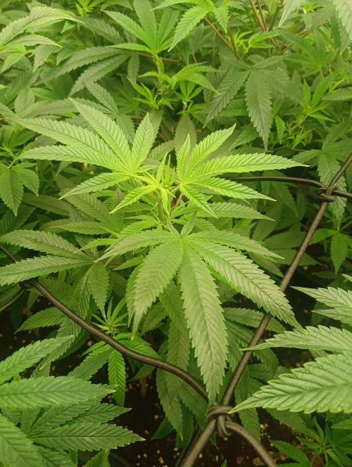 Run 3 Coffee Creamer x 50 Dragons. Week 1 - 3