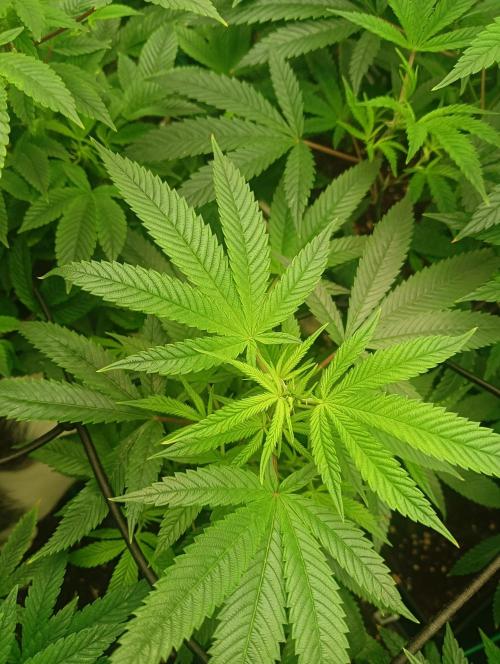 Run 3 Coffee Creamer x 50 Dragons. Week 1 - 3