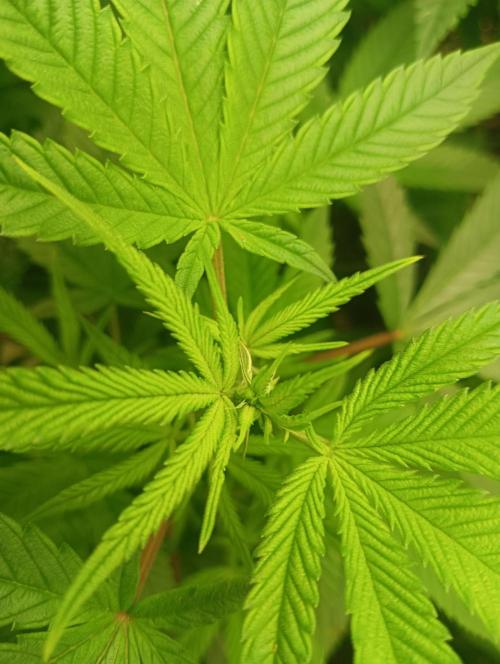 Run 3 Coffee Creamer x 50 Dragons. Week 1 - 3