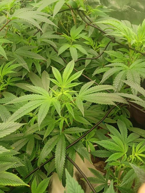 Run 3 Coffee Creamer x 50 Dragons. Week 1 - 3