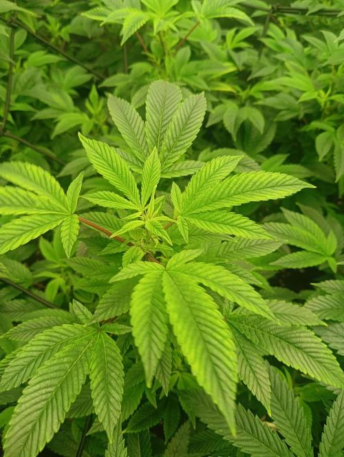 Run N2 Gorilla Glue #4 Fast Own Cut. Week 1