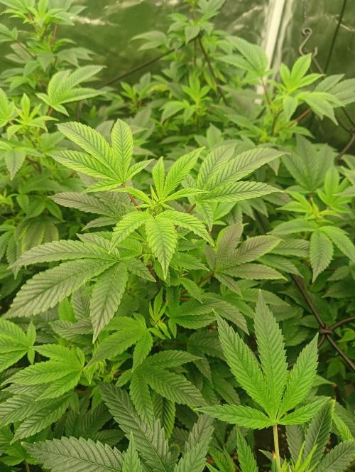 Run N2 Gorilla Glue #4 Fast Own Cut. Week 1